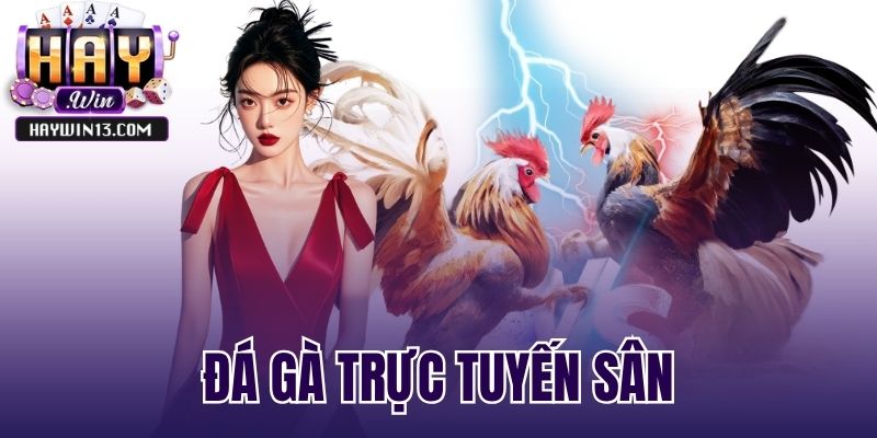 Đá Gà Trực Tuyến Sân