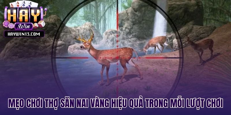 Chiến thuật quản lý vốn và săn vòng quay miễn phí hiệu quả