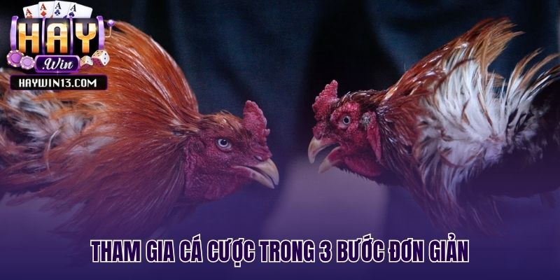 Quy trình đặt cược đá gà trực tuyến sân nhanh chóng