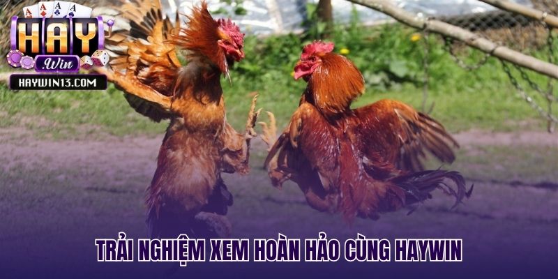 Những yếu tố tạo nên trải nghiệm xem vượt trội