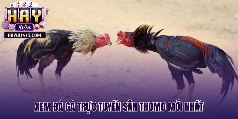 Theo dõi lịch đấu đá gà trực tuyến sân Thomo mới nhất