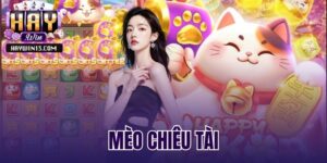 mèo chiêu tài